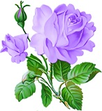 Фіолетова роза схема для вишивання