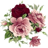 Рожеві троянди схема для вишивання