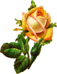  Жовта роза схема для вишивання