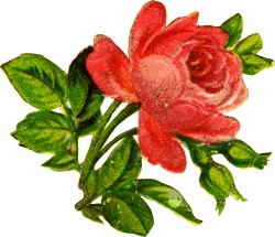  Червона роза схема для вишивання