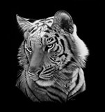 Тигр схема для вишивання