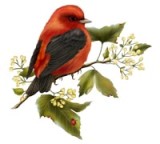 Червона пташка схема для вишивання